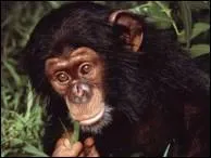 Qui a dit : L'homme descend du singe. Tomasi est un homme. Tomasi ne descend pas du panier de basket. ?