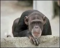 Qui a dit : Tiens, les mots. Important, les mots. Important mais peut aussi se révéler monnaie de singe. ?