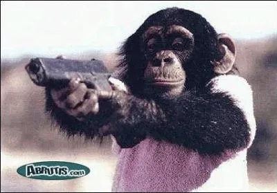 Que pourrait nous dire ce singe ?