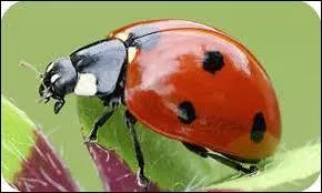 Que représente le nombre de points présents sur le dos d'une coccinelle ?