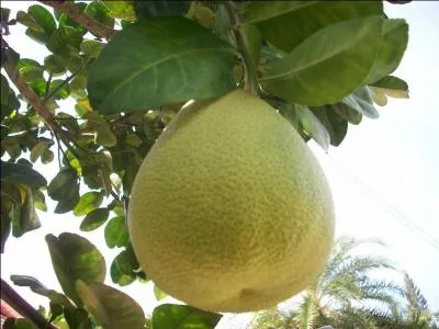 Quel est cet agrume, hybride de l'orange douce et du pamplemousse ?