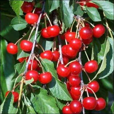 Quel est le nom de cette cerise acide issue d'un petit arbre ne dépassant pas 8 mètres ?