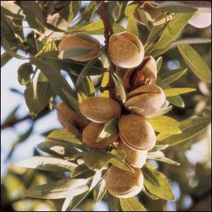 Quel est le nom de ce fruit sec ? (On agrandit la photo)