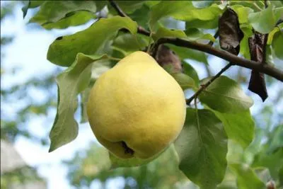 Quel est ce fruit bien connu sous forme de bonne pâte ?