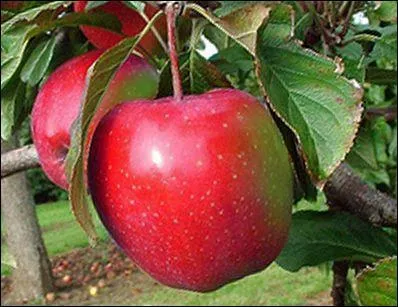 Quelle partie de ce fruit est toxique ?