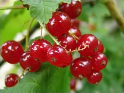 Quel est ce fruit comestible qui pousse en grappes ?