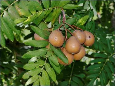 Comment se nomme le fruit du sorbier domestique ?