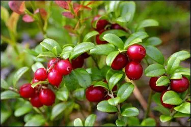 Quel est le nom de cette baie appelée aussi airelle rouge ?