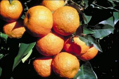 Quel est cet agrume qu'on appelle orange amère et dont on se sert souvent en parfumerie ?