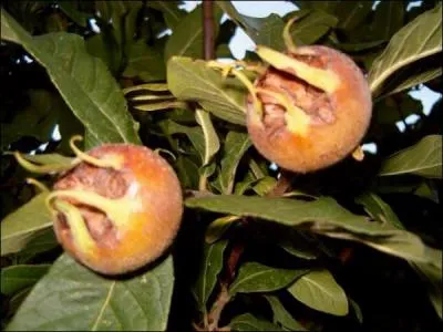 Quel est le nom de ce fruit qui se consomme uniquement blet ?