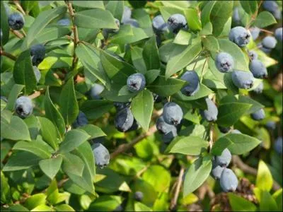 Connaissez-vous ce fruit issu d'un arbrisseau très odorant à fleurs blanches qui pousse particulièrement en Corse et dans le Bassin Méditerranéen ?