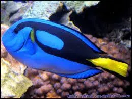 Traduire le mot "poisson"