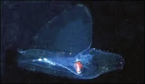 Gastéropode au corps translucide et de teinte bleue, on le rencontre en pleine eau, près de la surface et près des côtes :