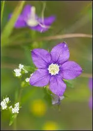 Petite fleur annuelle d'environ 2 cm, on la retrouve un peu partout en France. Quel est son nom ?