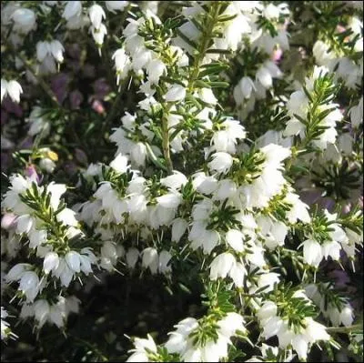 Voilà encore une bonne suggestion pour fleurir votre jardin par ce temps hivernal :