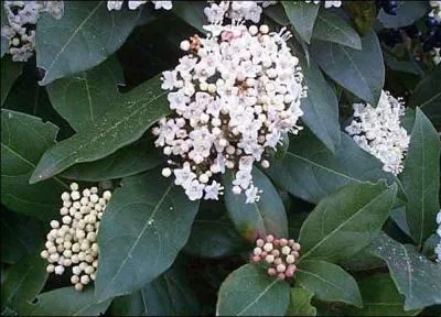 Encore une idée pour garnir vos haies avec cet arbuste à fleurs blanches :