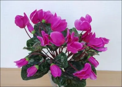 Que sont ces fleurs aux couleurs éclatantes qui décoreront agréablement votre salon ?