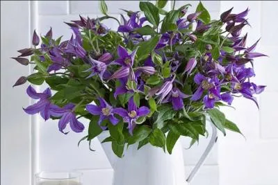 Un bouquet charmant pour enjoliver les jours tristes :