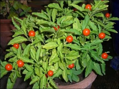 Jolies petites baies de couleur orangée, quel est le nom de cette plante d'intérieur ?