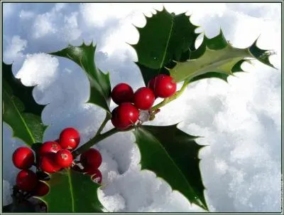On ne pouvait pas finir le quiz sans parler du roi de l'hiver, oui mais lequel a les boules ?