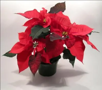 On l'appelle "Etoile de Noël", quel est son vrai nom ?