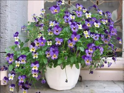 Magnifique bouquet qui égaiera votre entrée ou votre perron, que sont ces fleurs ?