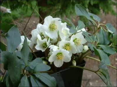 On les appelle "roses de noël" :