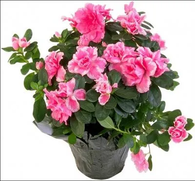 Voilà encore de quoi égayer l'hiver avec ce somptueux bouquet :