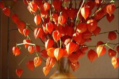 Et pourquoi ne pas utiliser des fleurs séchées et décoratives aux teintes lumineuses ?