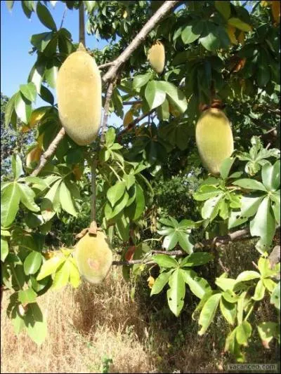 De quel arbre le "pain de singe" est-il le fruit ?