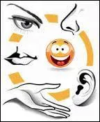 Auquel des cinq sens traditionnels se rapporte le nom "nyctalopie" ?