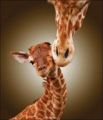 Quelle est la couleur de la langue des girafes ?