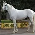 Quelle est cette race de cheval ?