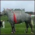 Quelle est cette race de cheval ?