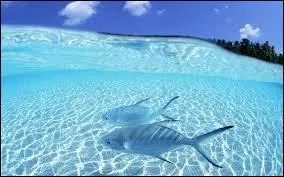 On ne dit plus ''transparent'' mais...