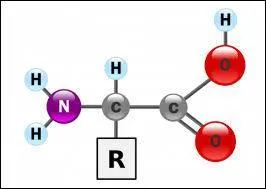 On ne dit plus ''un acide aminé'' mais...