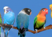 Quiz Trouvez le nom de ces drles d'oiseaux ! - (1)