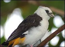 Quel est cet oiseau ?