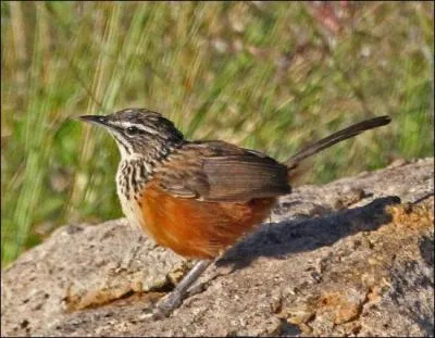 C'est une espèce de passereau endémique d'Angola et de Namibie.
