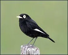 Quel est cet oiseau ?