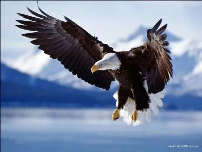 Celui-là est bien connu, trouvez-moi le nom de ce rapace !