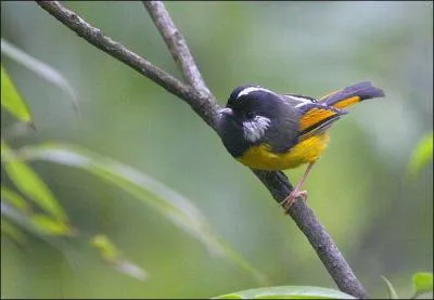 Retrouvez le nom de cette espèce d'oiseau !