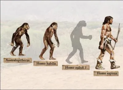L'Homo naledi est en même temps proche de l'homme moderne et de l'australopithèque. Quelle partie de son corps laisse supposer qu'il était capable de manier des outils ?