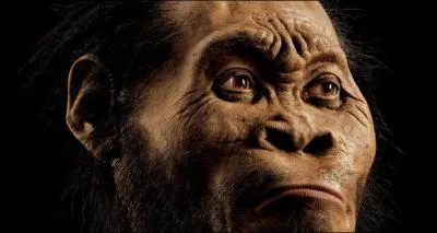 L'Homo naledi pesait...