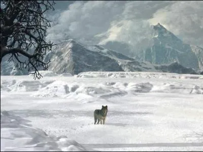 Qui a écrit "L'or sous la neige" ?