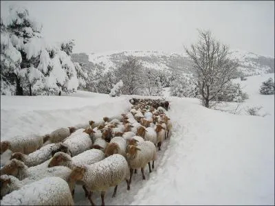 Dans la chanson "Etoile des Neiges" on peut entendre : "Je te donne en gage ...... et de t'aimer toute la vie j'en fais serment". Complétez les mots manquants :
