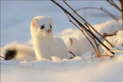 La photo décorative est une hermine. Lequel de ces animaux ne change pas de pelage pour prendre la couleur de la neige en hiver, mais demeure de la même couleur toute l'année ?