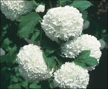 Quel est l'autre nom du Viorne obier ?