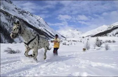 Quel est ce sport alliant le ski et l'attelage d'un cheval ?