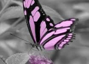 Quiz Autour du mot 'papillon'